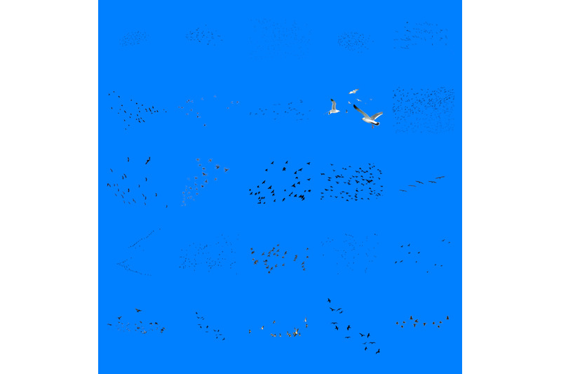 100-bird-flock-transparent-png-animals-photoshop-overlays-backgrounds