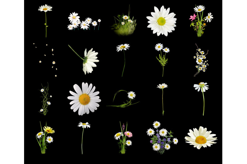 100-daisies-flower-transparent-png-photoshop-overlays-backgrounds