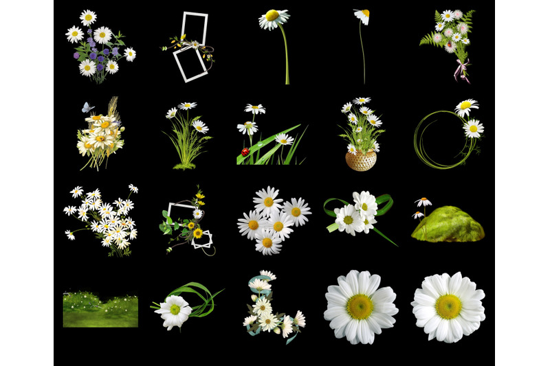 100-daisies-flower-transparent-png-photoshop-overlays-backgrounds