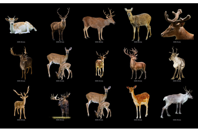 100-deer-reindeer-transparent-png-animals-photoshop-overlays