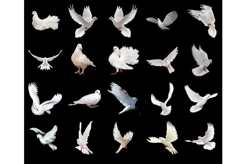 100-doves-transparent-png-animals-photoshop-overlays-backgrounds