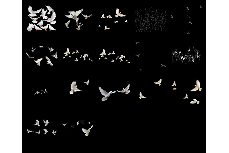 100-doves-transparent-png-animals-photoshop-overlays-backgrounds