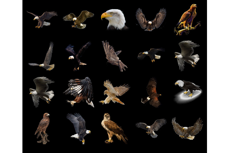 100-eagles-transparent-png-animals-photoshop-overlays-backgrounds