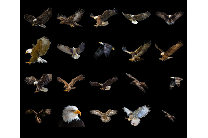 100-eagles-transparent-png-animals-photoshop-overlays-backgrounds