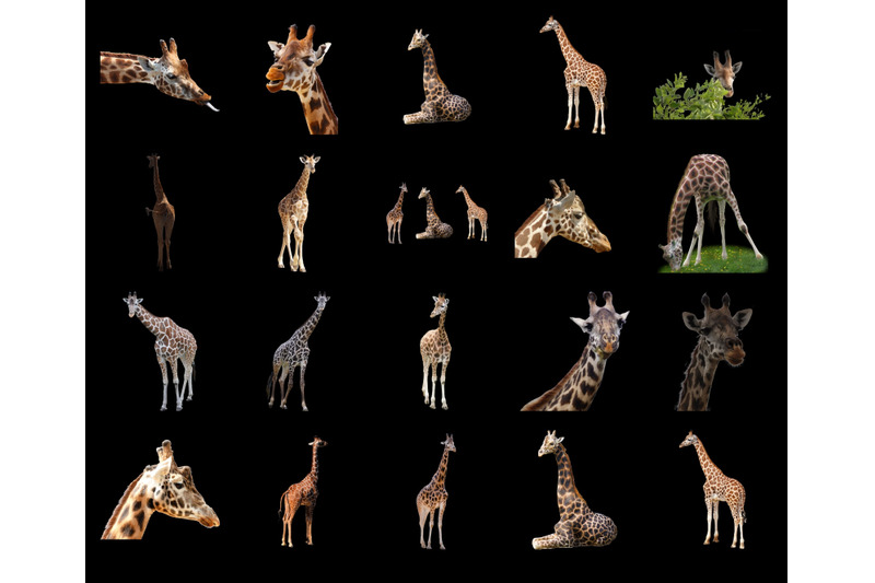 100-giraffes-transparent-png-animals-photoshop-overlays-backgrounds
