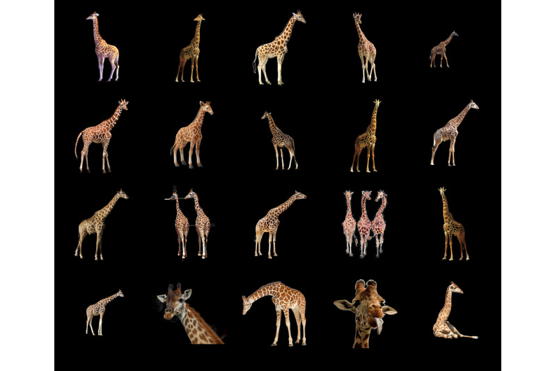 100-giraffes-transparent-png-animals-photoshop-overlays-backgrounds