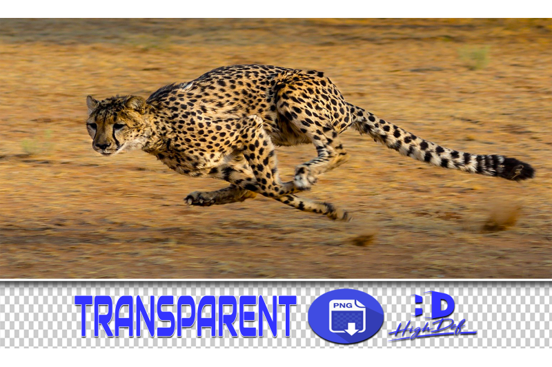 100-leopard-jaguar-transparent-png-animals-photoshop-overlays