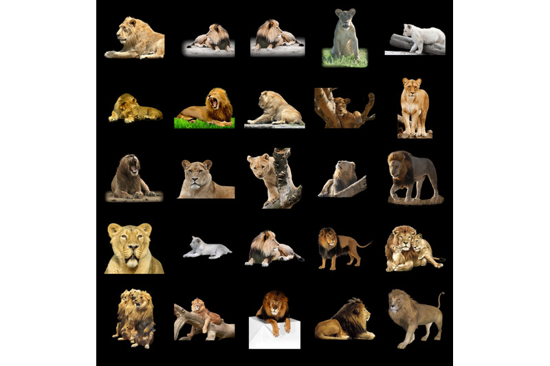 100-lions-transparent-png-animals-photoshop-overlays-backgrounds