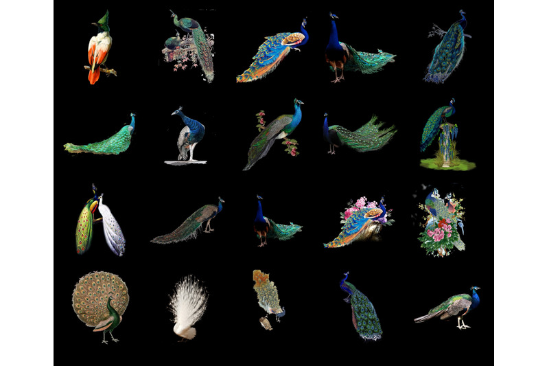 100-peacocks-transparent-png-animals-photoshop-overlays-backgrounds