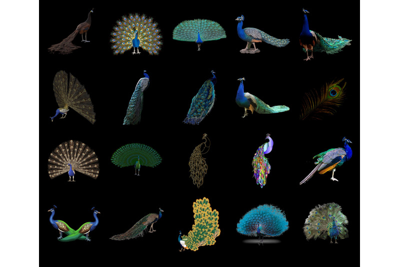100-peacocks-transparent-png-animals-photoshop-overlays-backgrounds