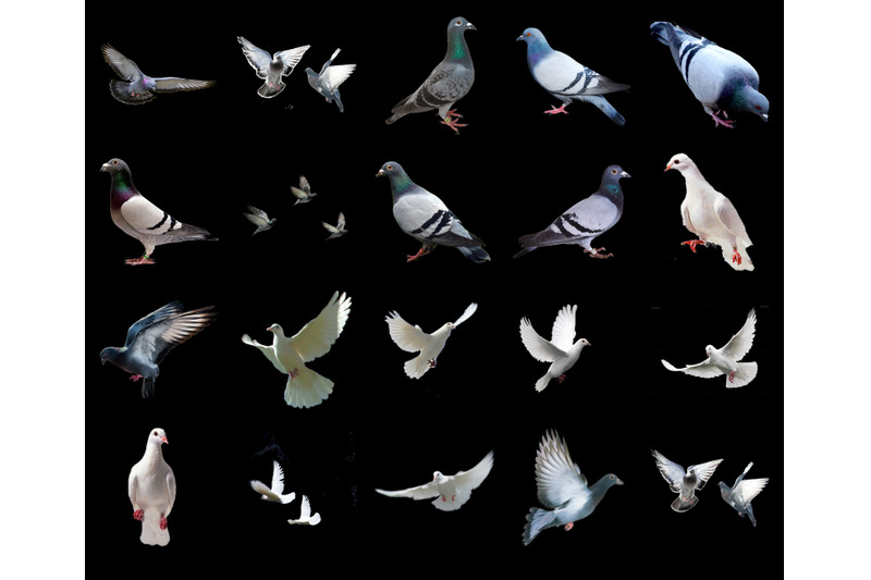 100-pigeons-transparent-png-animals-photoshop-overlays-backgrounds