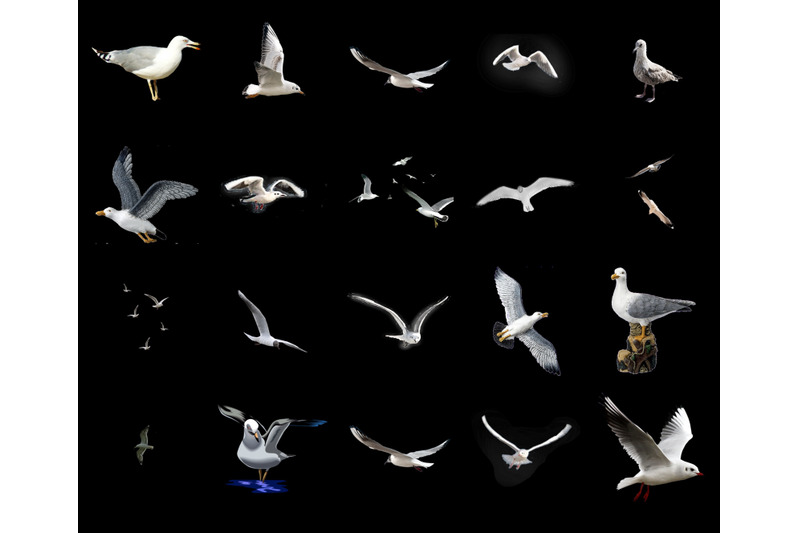 100-seagulls-transparent-png-animals-photoshop-overlays-backgrounds