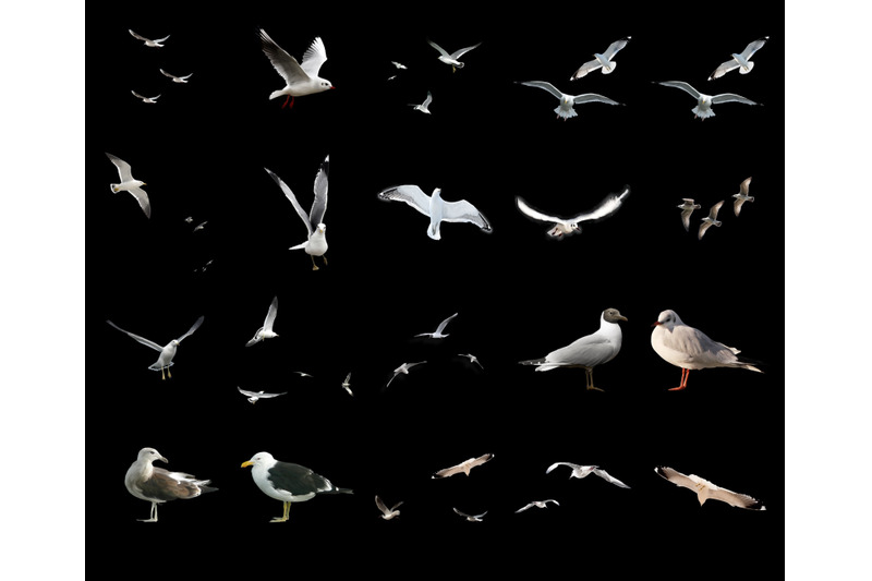 100-seagulls-transparent-png-animals-photoshop-overlays-backgrounds