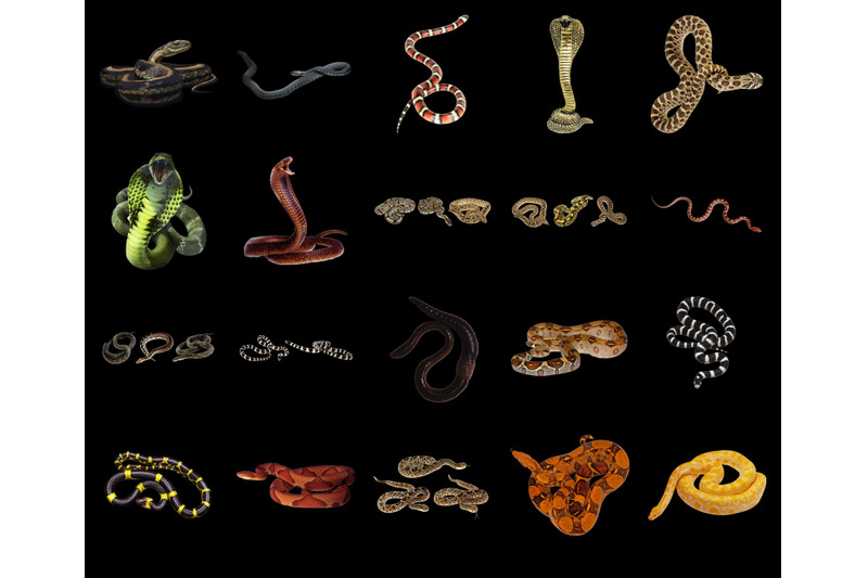 100-snakes-transparent-png-animals-photoshop-overlays-backgrounds