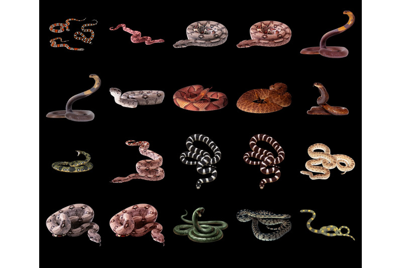 100-snakes-transparent-png-animals-photoshop-overlays-backgrounds