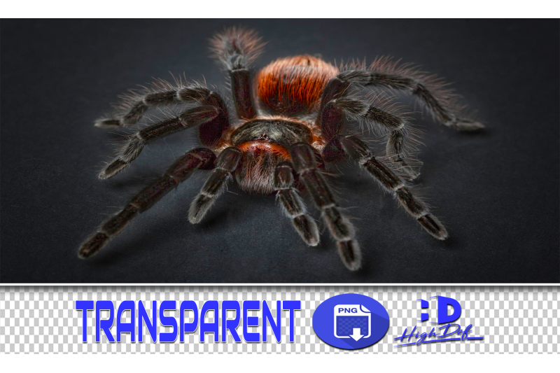 100-spiders-amp-cobwebs-transparent-png-animals-photoshop-overlays