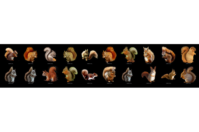 100-squirrels-transparent-png-animals-photoshop-overlays-backgrounds