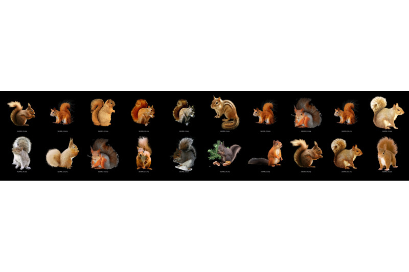 100-squirrels-transparent-png-animals-photoshop-overlays-backgrounds