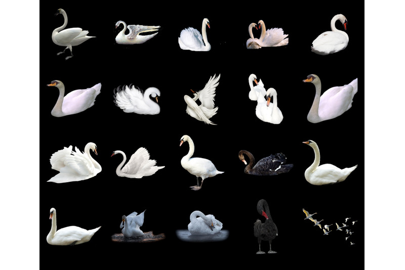 100-swans-transparent-png-animals-photoshop-overlays-backgrounds