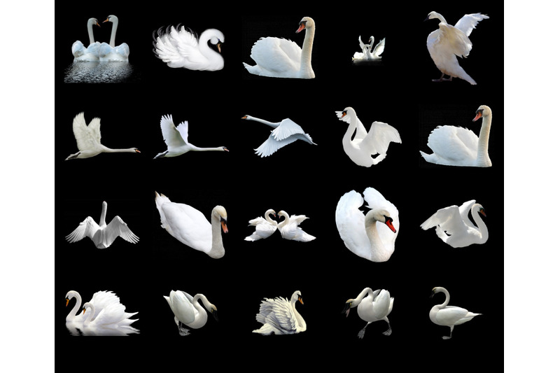 100-swans-transparent-png-animals-photoshop-overlays-backgrounds
