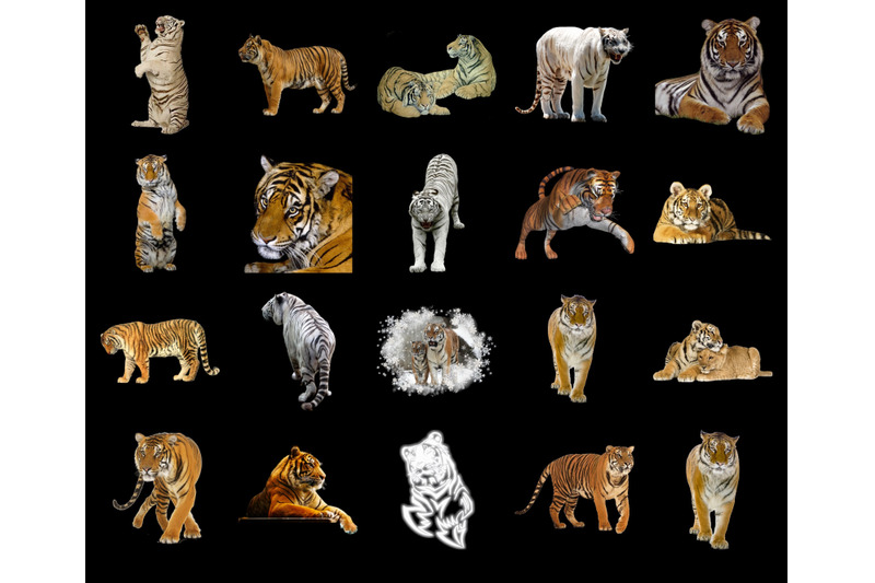 100-tigers-transparent-png-animals-photoshop-overlays-backgrounds