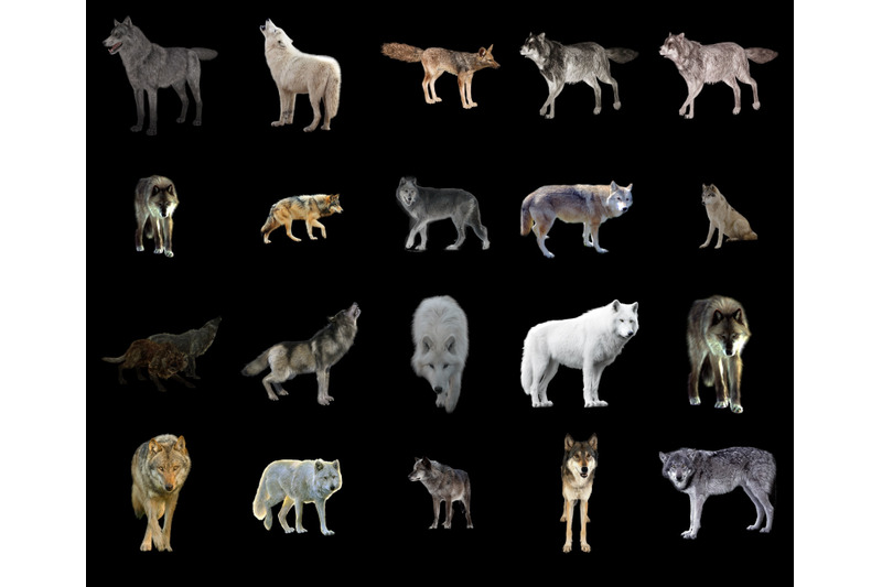 100-wolf-transparent-png-animals-photoshop-overlays-backgrounds