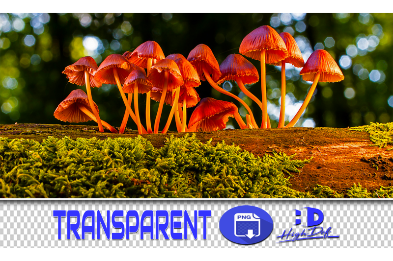 200-mushrooms-transparent-png-photoshop-overlays-backgrounds