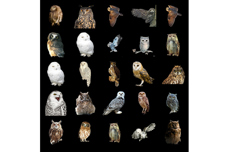 200-owls-transparent-png-animals-photoshop-overlays-backgrounds