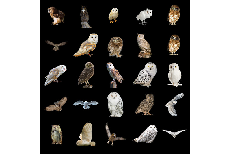 200-owls-transparent-png-animals-photoshop-overlays-backgrounds