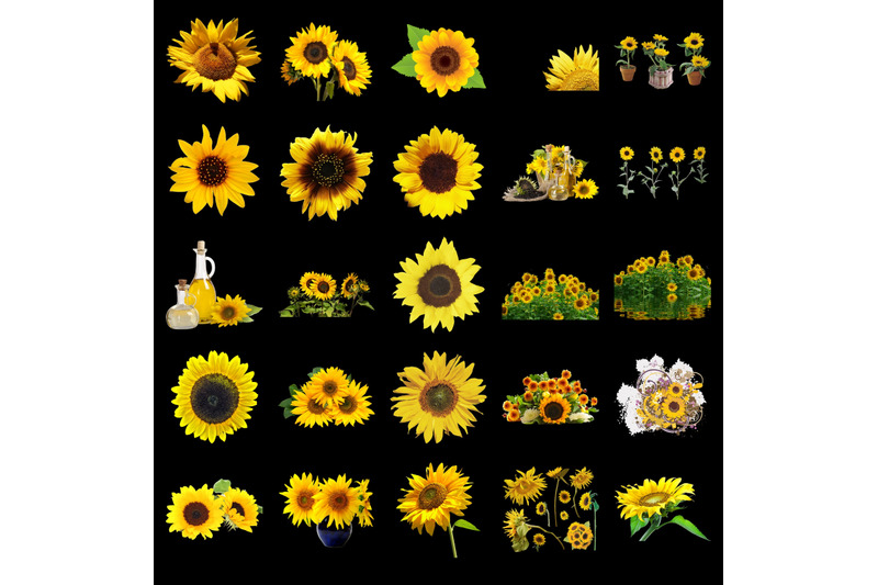 200-sunflowers-transparent-png-photoshop-overlays-backgrounds