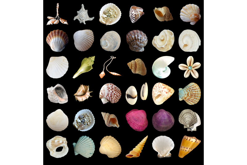250-seashell-transparent-png-photoshop-overlays-backgrounds