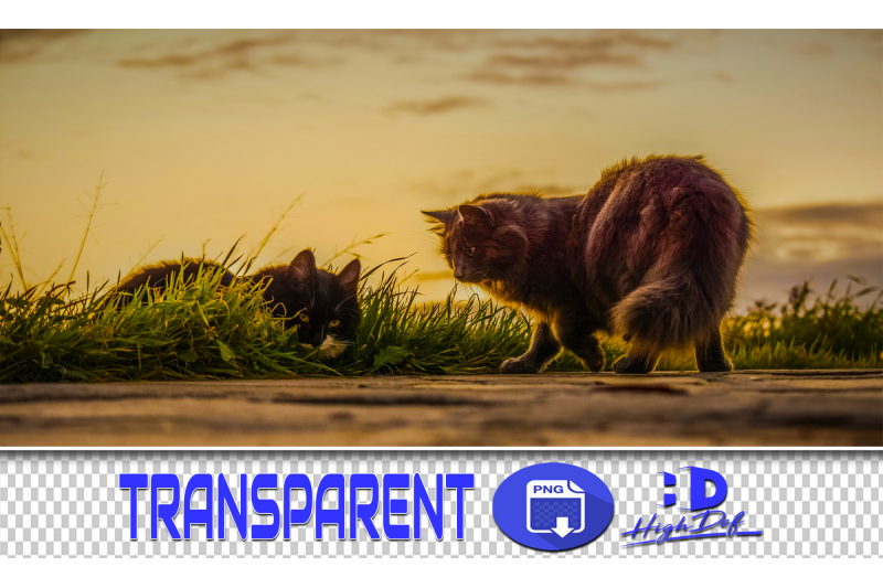 300-cats-transparent-png-animals-photoshop-overlays-backgrounds