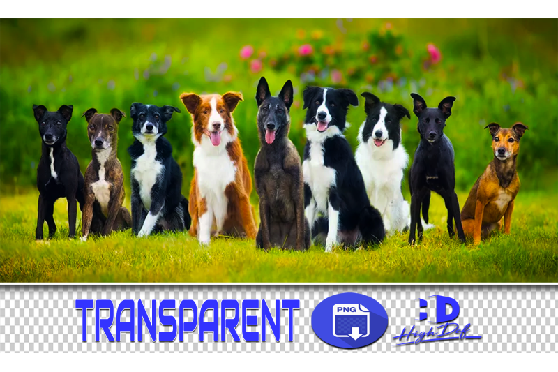300-dogs-transparent-png-animals-photoshop-overlays-backgrounds