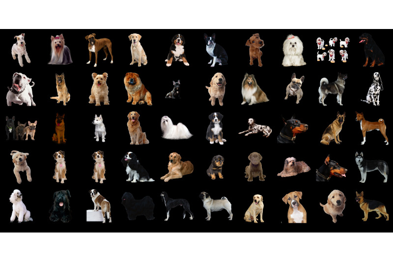 300-dogs-transparent-png-animals-photoshop-overlays-backgrounds