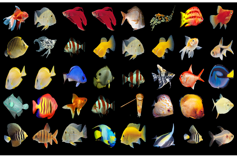 300 TROPICAL FISH TRANSPARENT PNG ANIMAL PHOTOSHOP OVERLAYS BACKGROUND ...