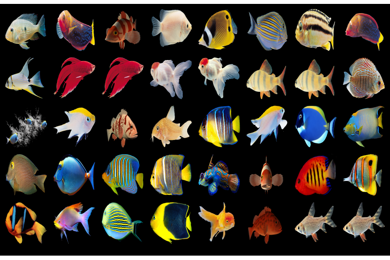 300-tropical-fish-transparent-png-animal-photoshop-overlays-background
