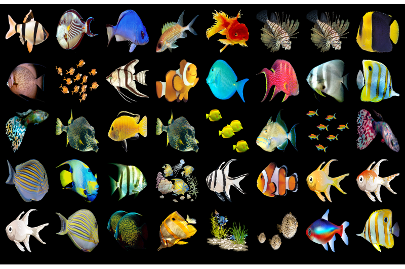 300 TROPICAL FISH TRANSPARENT PNG ANIMAL PHOTOSHOP OVERLAYS BACKGROUND ...