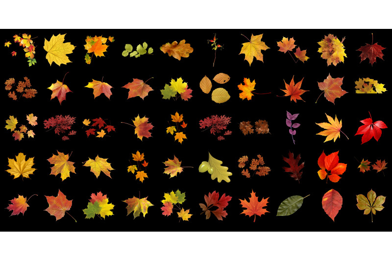 400-autumn-leaves-transparent-png-photoshop-overlays-backgrounds
