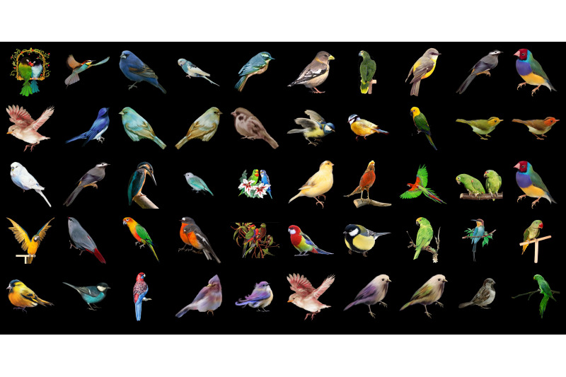400-parrots-and-sparrows-transparent-png-animals-photoshop-overlays