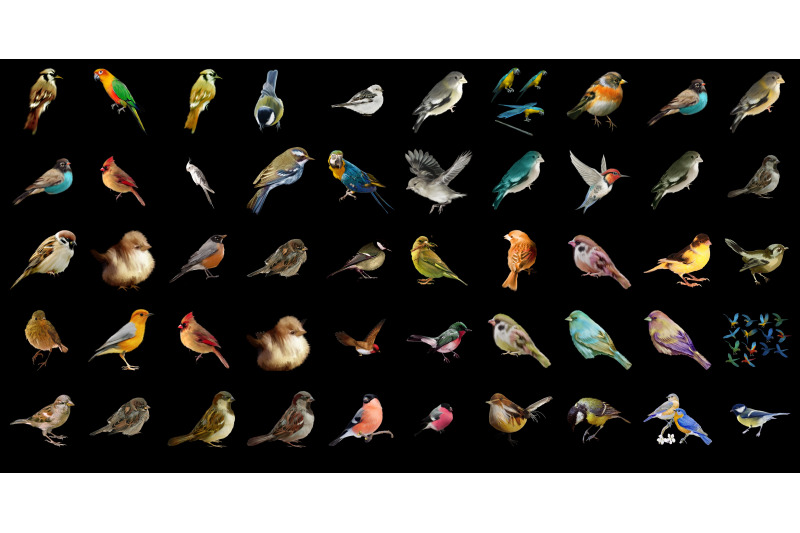 400-parrots-and-sparrows-transparent-png-animals-photoshop-overlays