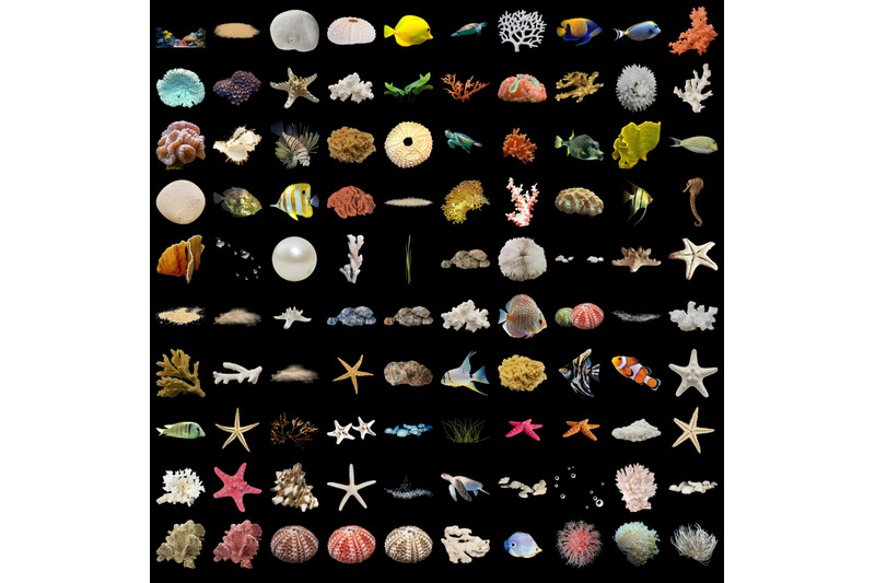 800-sea-flora-fauna-transparent-png-photoshop-overlays-backgrounds