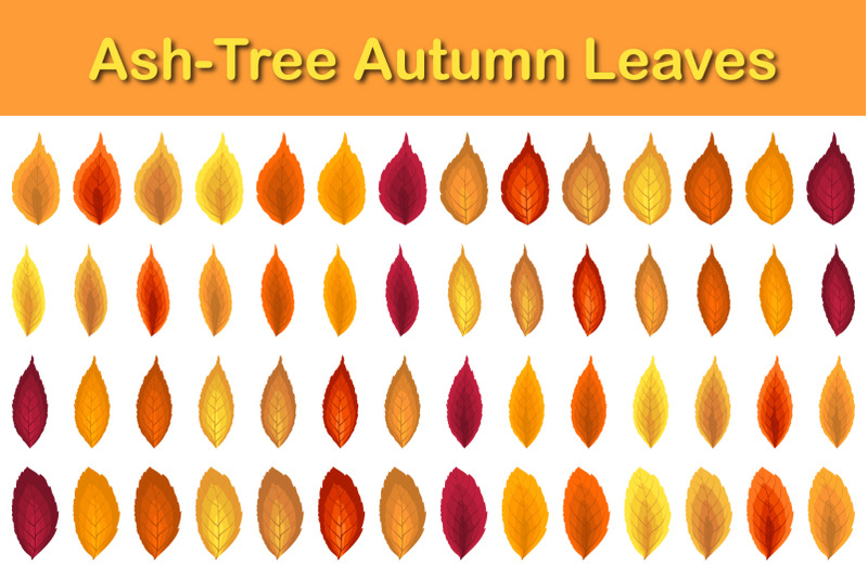 ash-tree-leaf-set