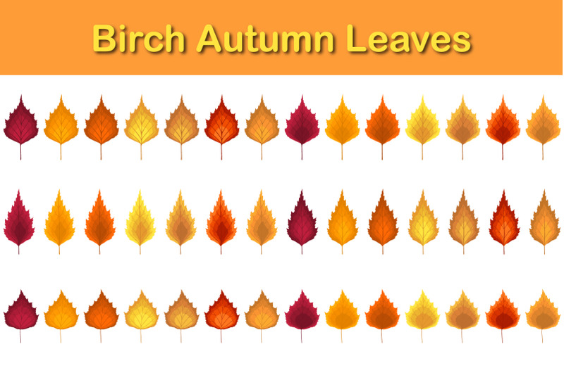 birch-tree-leaf
