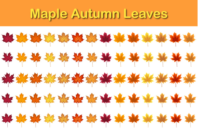 maple-autumn-leaf