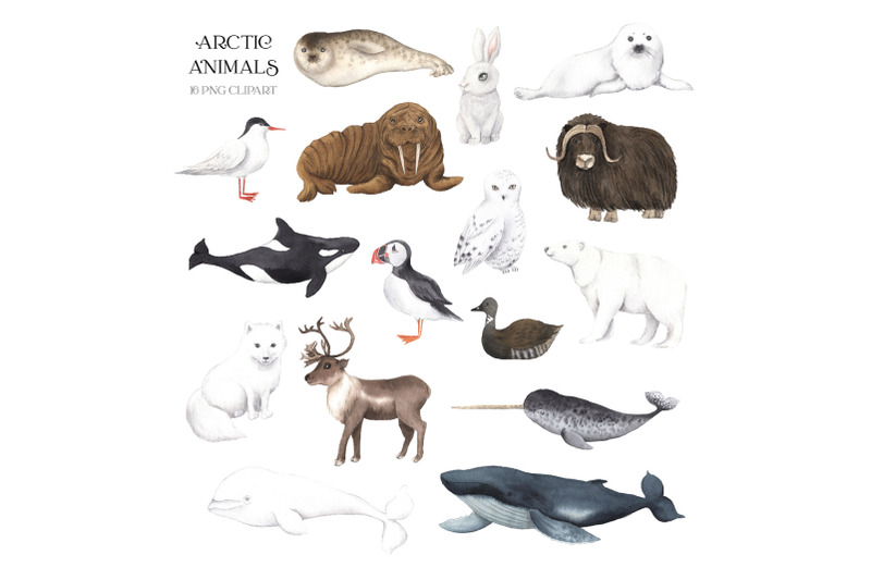 watercolor-penguin-animals-clipart