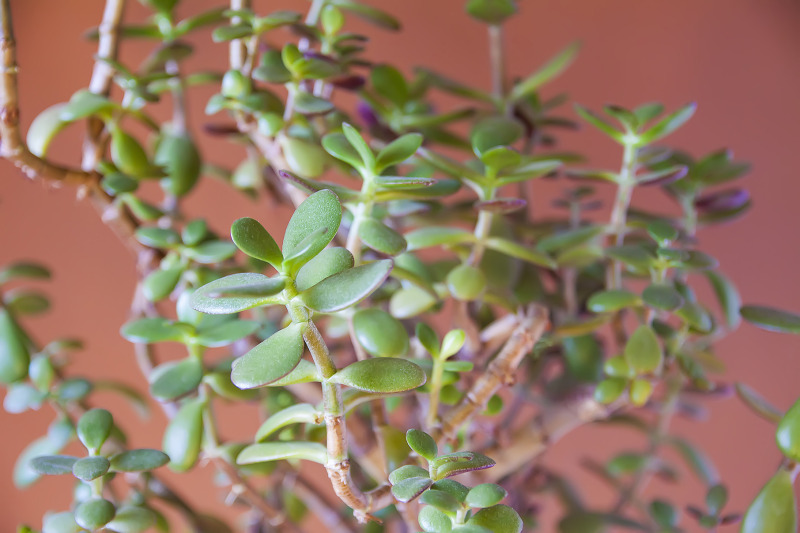 crassula-plant-close-up