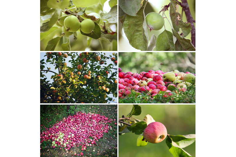 apple-fruits-photo-pack-of-40