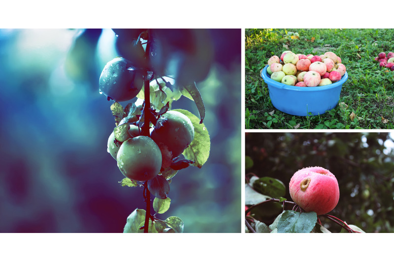 apple-fruits-photo-pack-of-40