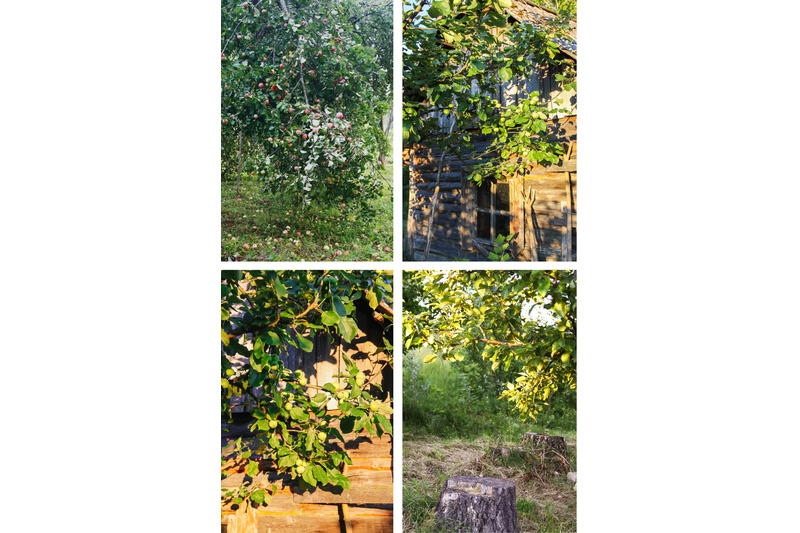 apple-tree-photo-pack