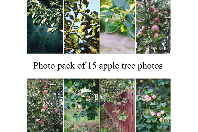 apple-tree-photo-pack